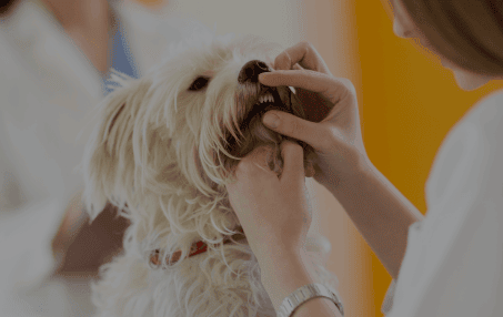 Pet Dental Care in Rialto, CA