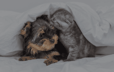 Puppy and Kitten Care in Rialto, CA