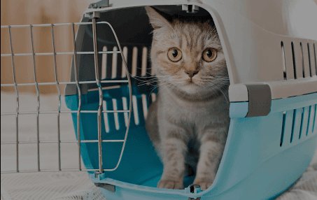 Sick Visits and Urgent Care for Pets in Rialto, CA