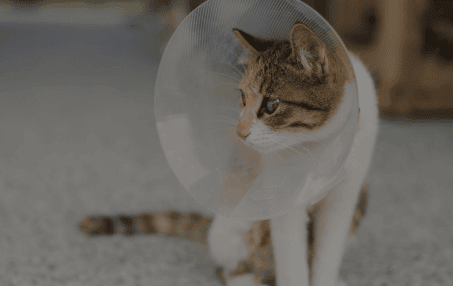 Veterinary Surgery in Rialto, CA